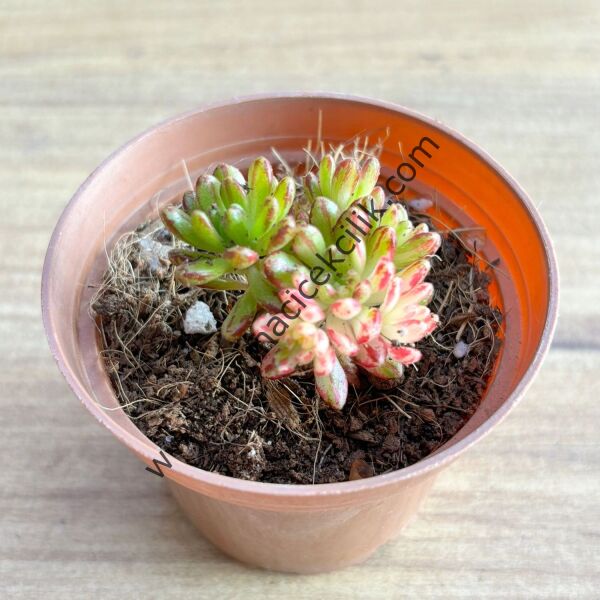 Aeonium Sedifolium variegata 6,7 cm lik saksı