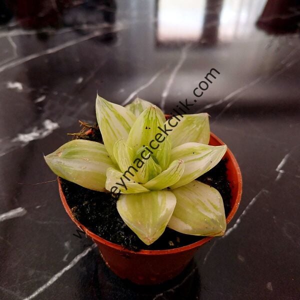 Haworthia Cymbiformis Variegata