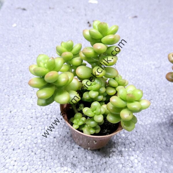 Sedum Lucıdum Obesum 6.7 cm lik saksıda