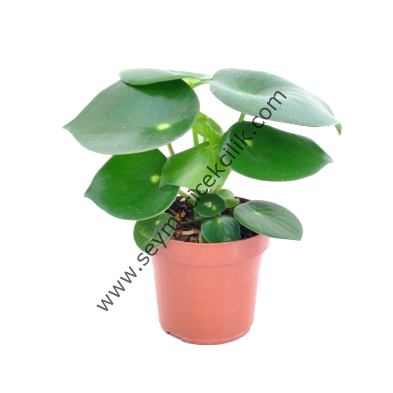 Peperomia Polybotrya