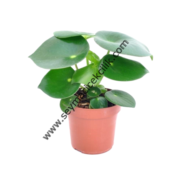 Peperomia Polybotrya