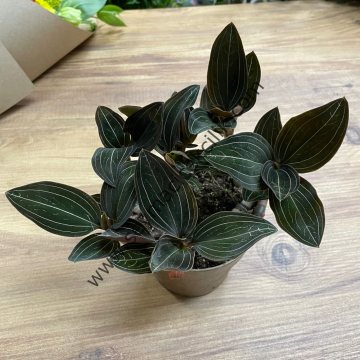 Mücevher Orkidesi- Ludisia Discolor