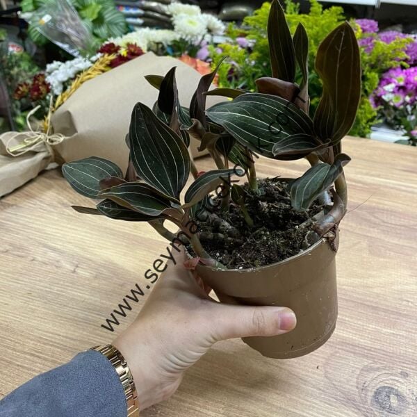 Mücevher Orkidesi- Ludisia Discolor