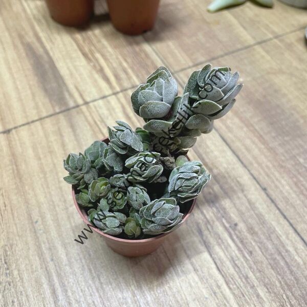 Crassula Lindleyii 5,5 cm lik saksıda