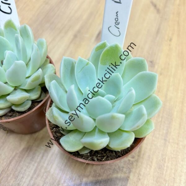 Echeveria Cream Beauty 6,7 cm lik saksı