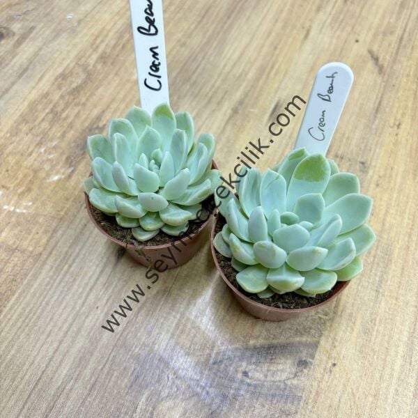 Echeveria Cream Beauty 6,7 cm lik saksı