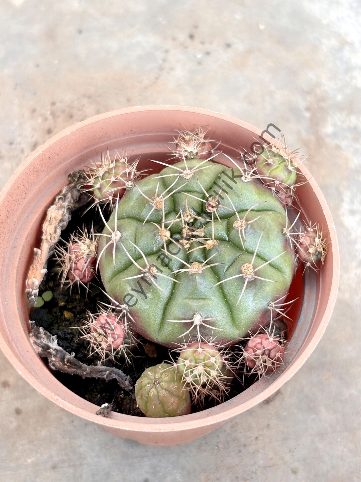 Gymnocalycium