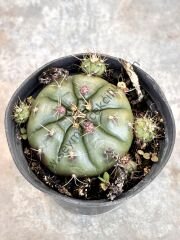 Gymnocalycium