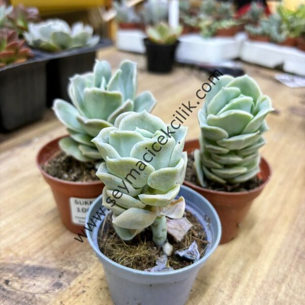 Echeveria Lovely Rose 6,7 cm lik saksı