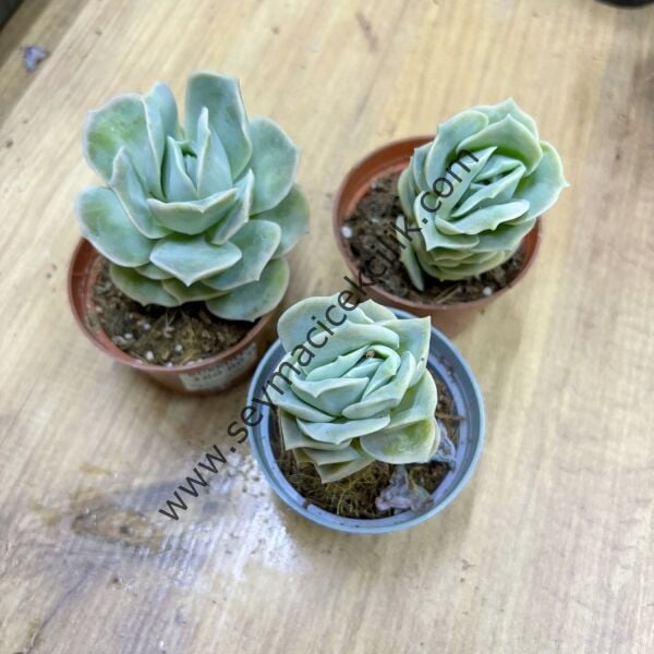 Echeveria Lovely Rose 6,7 cm lik saksı
