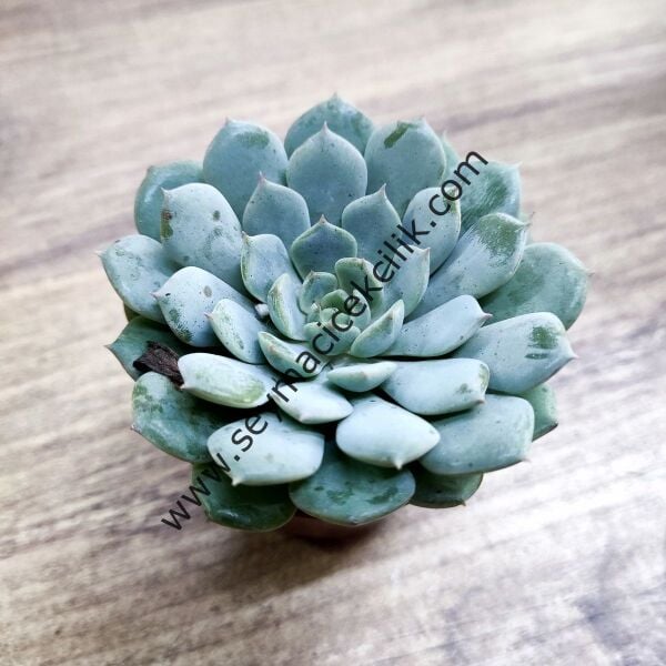 Echeveria Minima