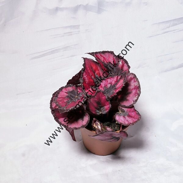 Begonia Rex
