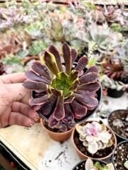 Aeonium SuperBang  12 cm saksı