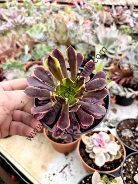 Aeonium SuperBang  12 cm saksı