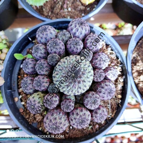 Sulcorebutia Rauschii 12 cm Saksıda