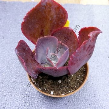 Echeveria Rose Lee