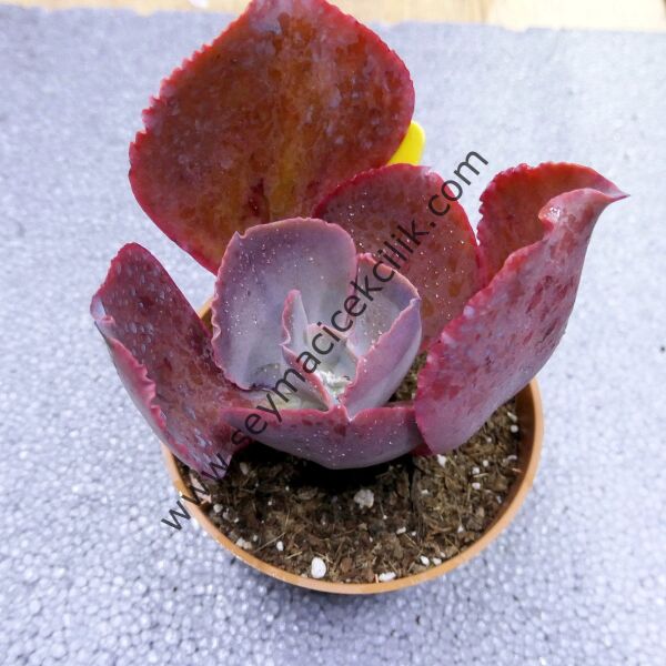 Echeveria Rose Lee