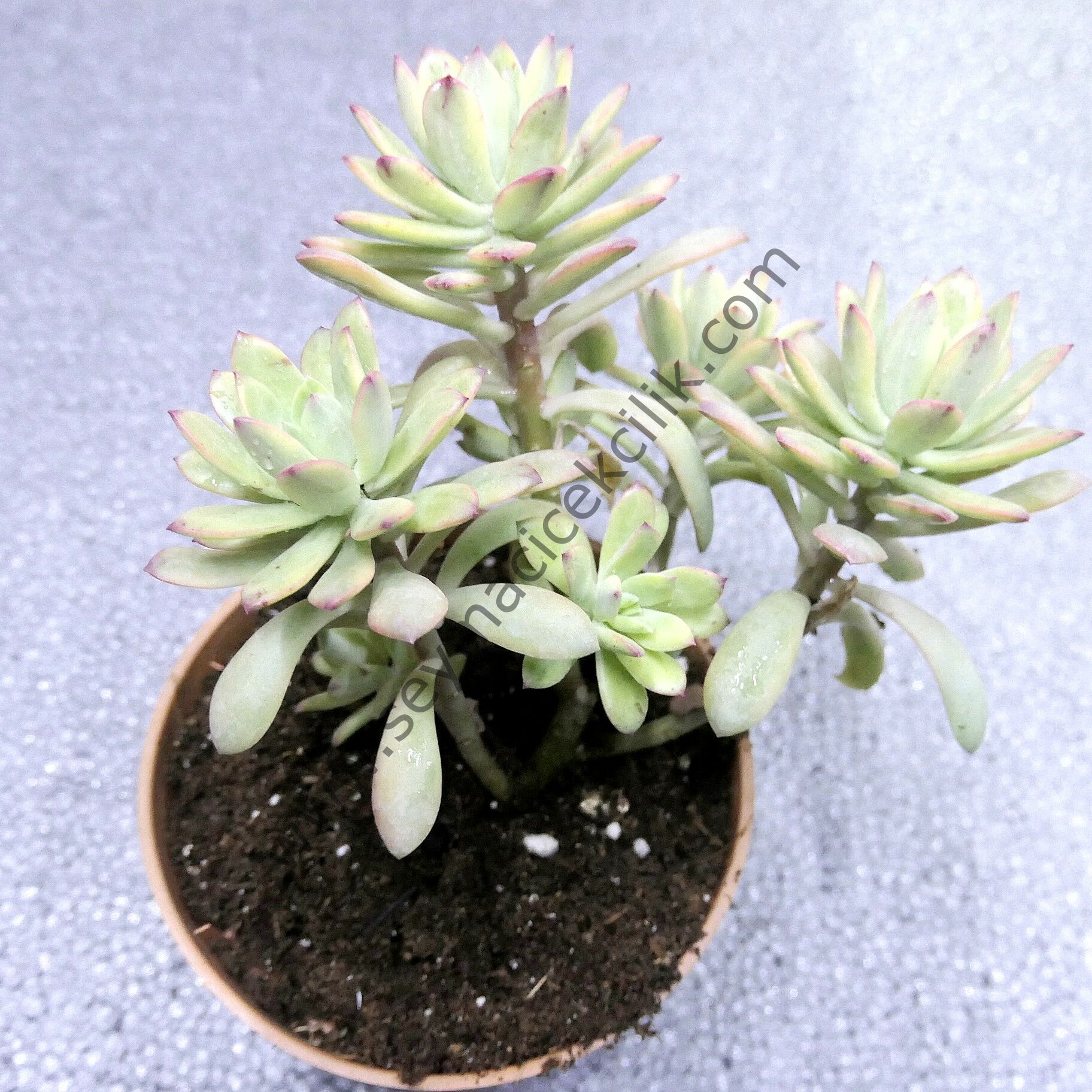 Echeveria mini bella variegata