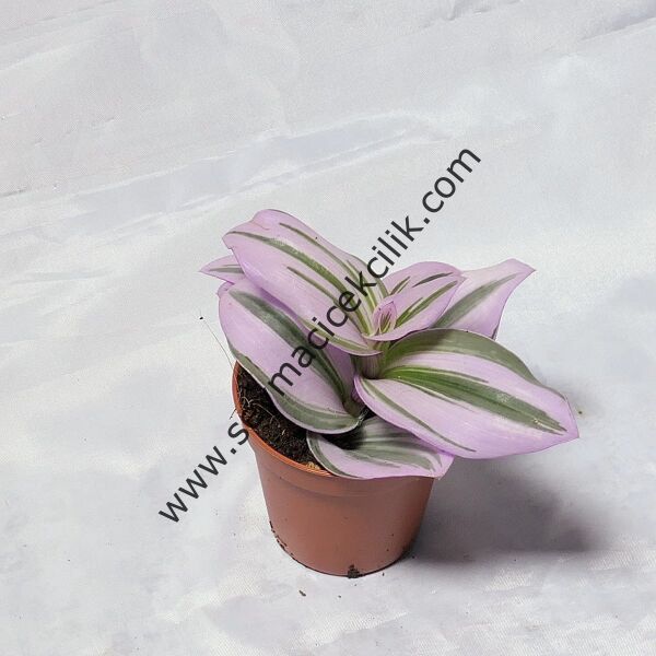 Tradescantia Nanouk