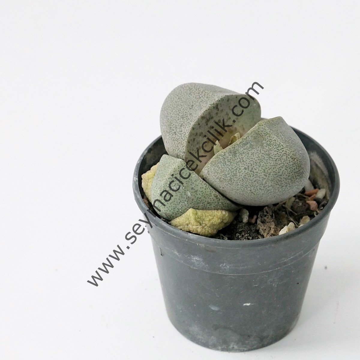 Pleiospilos Nelii- Tek kafalı