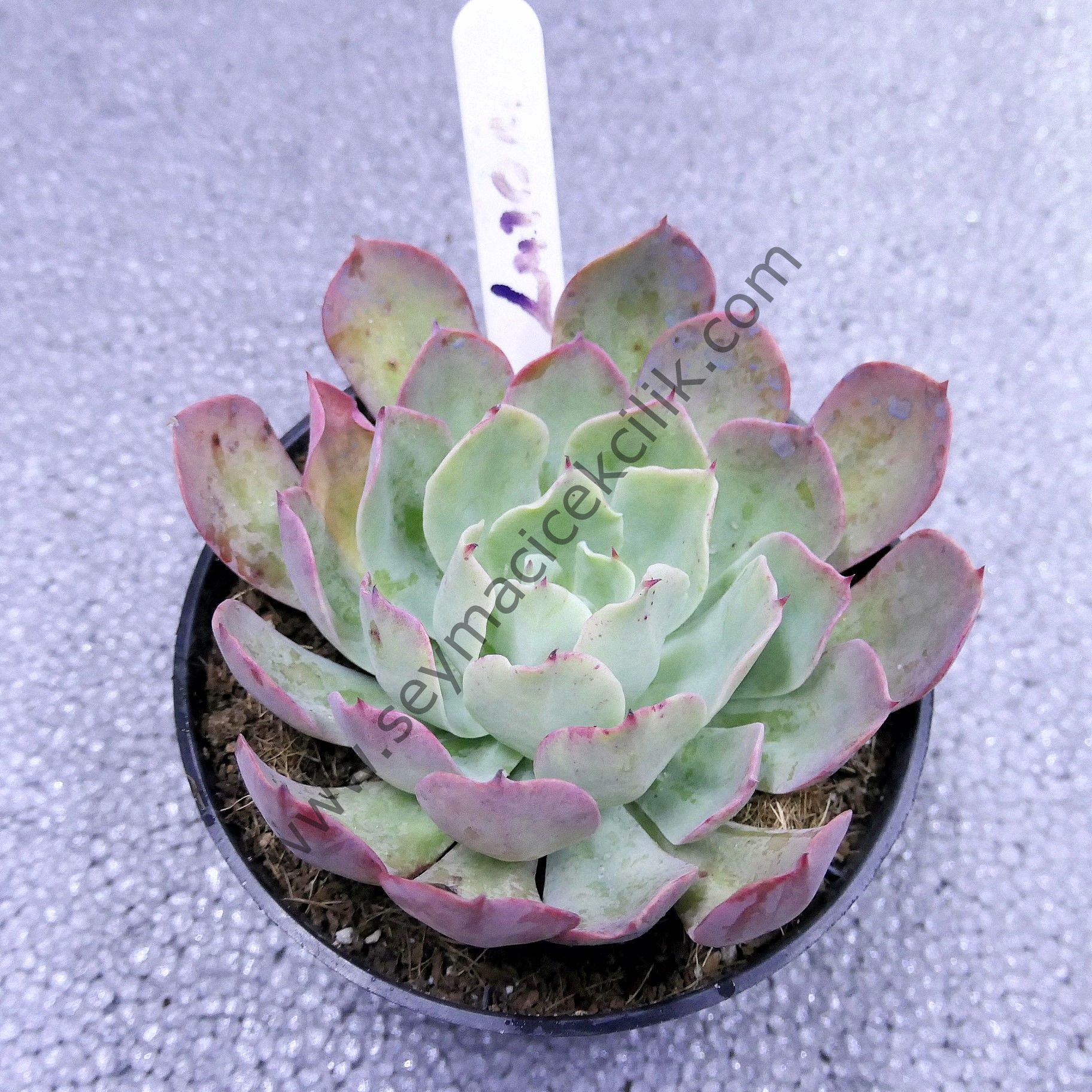 Echeveria Lazonı
