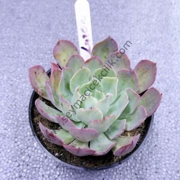 Echeveria Lazonı