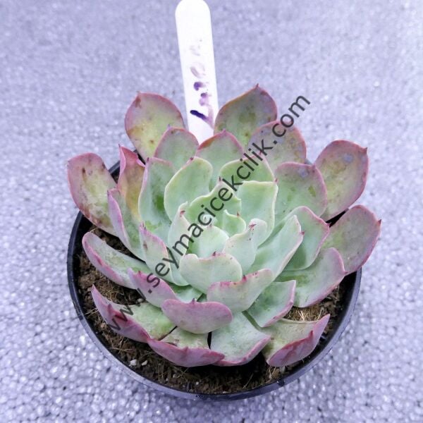 Echeveria Lazonı