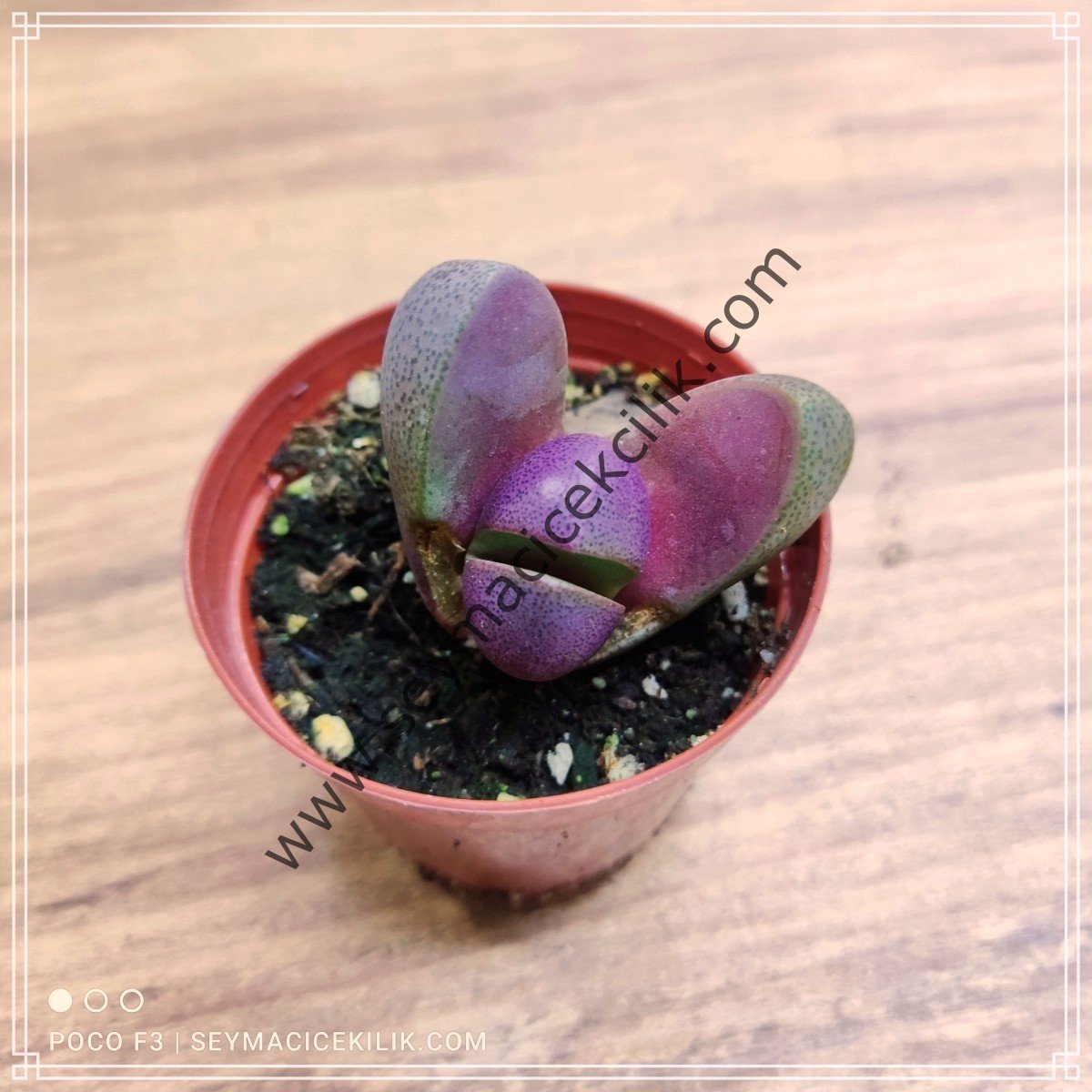 Pleiospilos Nelii Royal Flush- Nelii Rubra