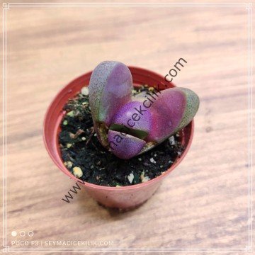 Pleiospilos Nelii Royal Flush- Nelii Rubra