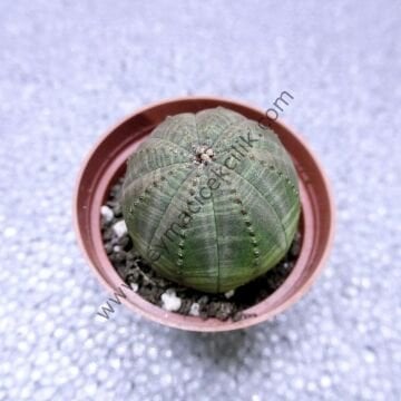 Euphorbia Obesa 6.7 cm saksıda
