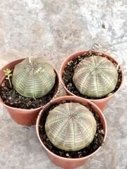 Euphorbia Obesa 5,5 cm saksıda
