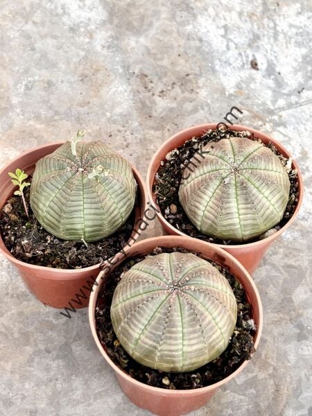 Euphorbia Obesa 5,5 cm saksıda