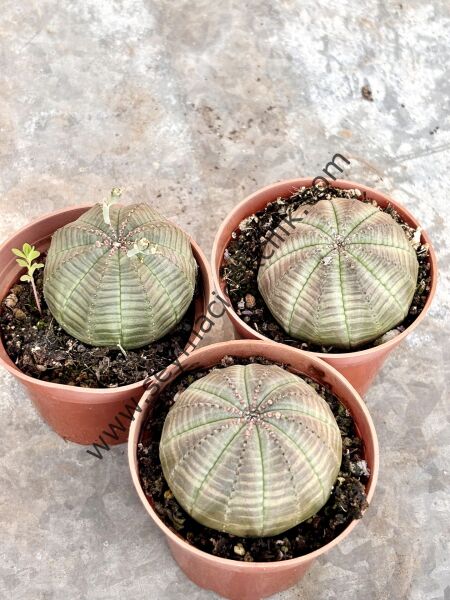 Euphorbia Obesa 5,5 cm saksıda