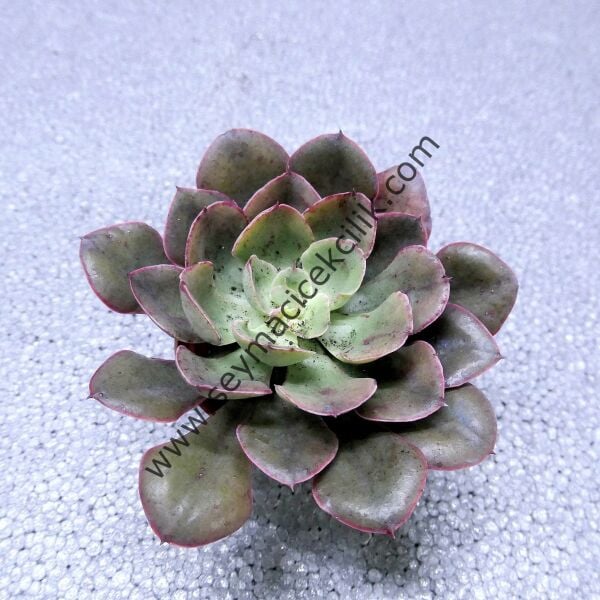 Echeveria Painted Frills 6.7 cm lik saksıda