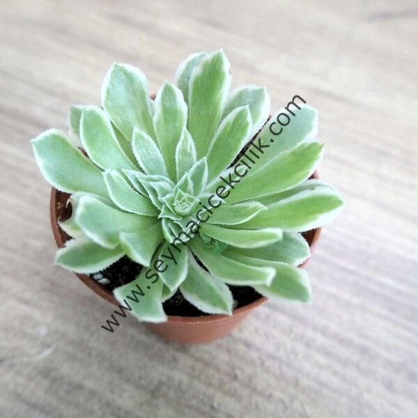 Aeonium Emerald Ice 5.5cm saksıda