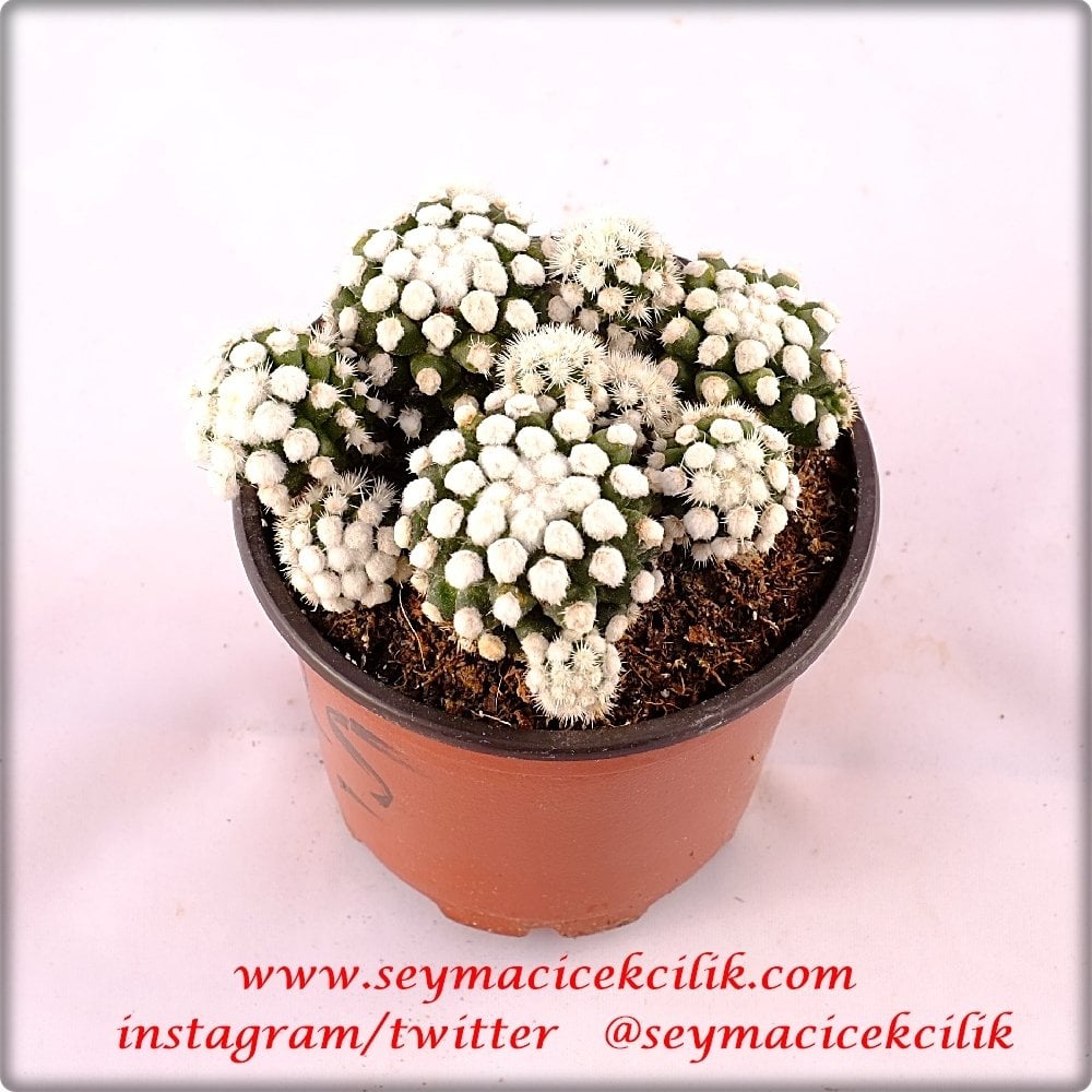 Mammillaria LuethyixHernandezii