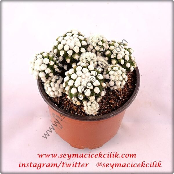 Mammillaria LuethyixHernandezii