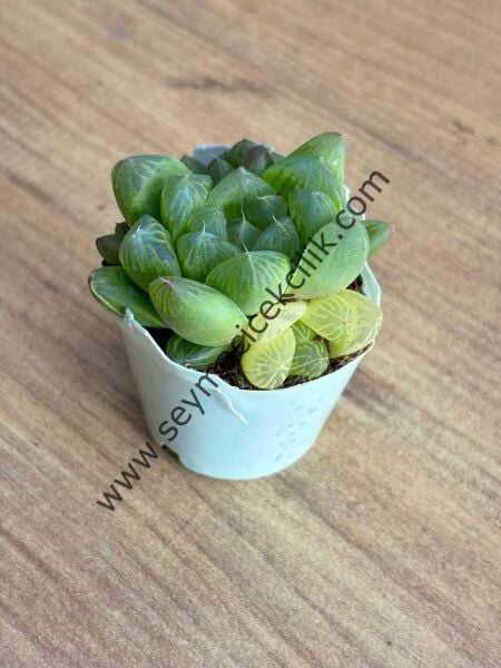 Haworthia Cooperi var. Truncata Variegata 5,5 cm lik saksı