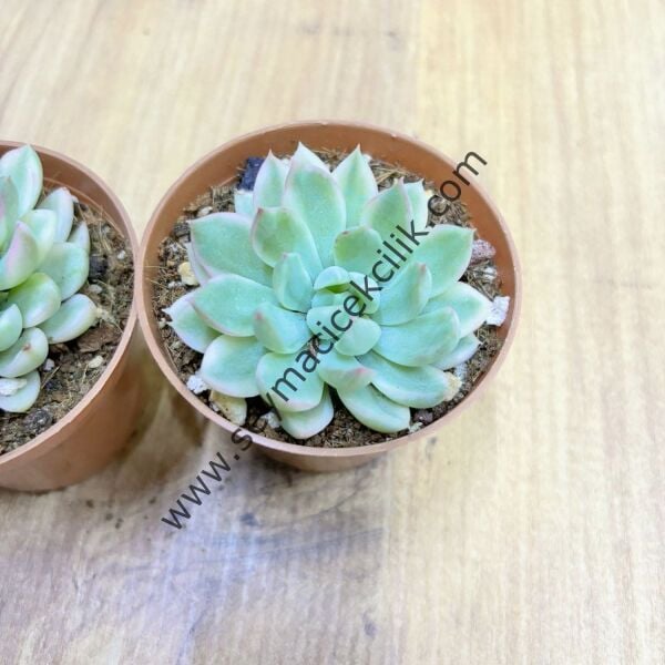 Echeveria Margerata Rapın 6,7 cm lik saksıda