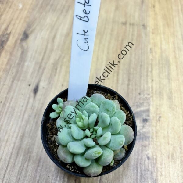 Echeveria Cute beta 6,7 cm lik saksıda
