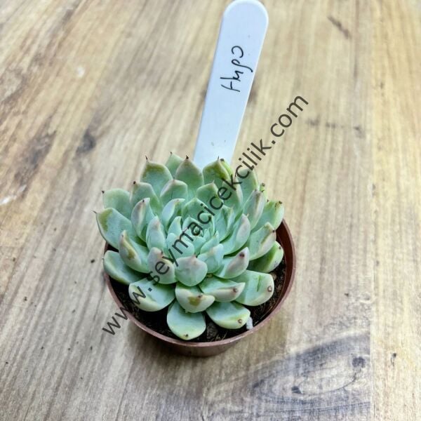 Echeveria Hugo 6,7 cm lik saksıda