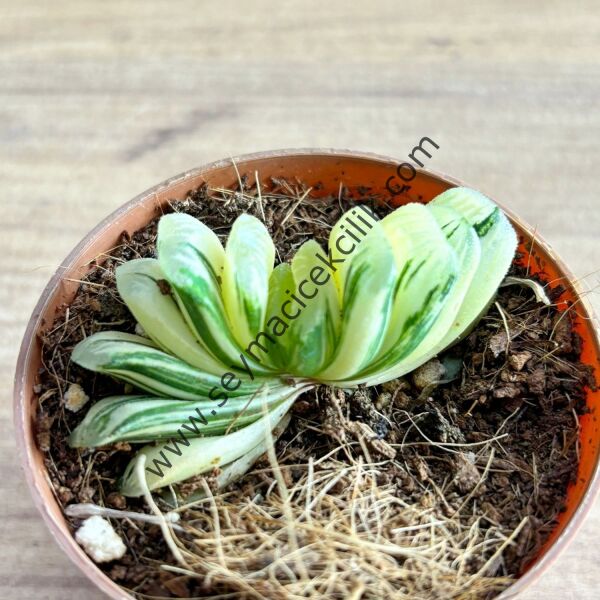 Haworthia Turuncata variegata 6.7 cm lik saksı