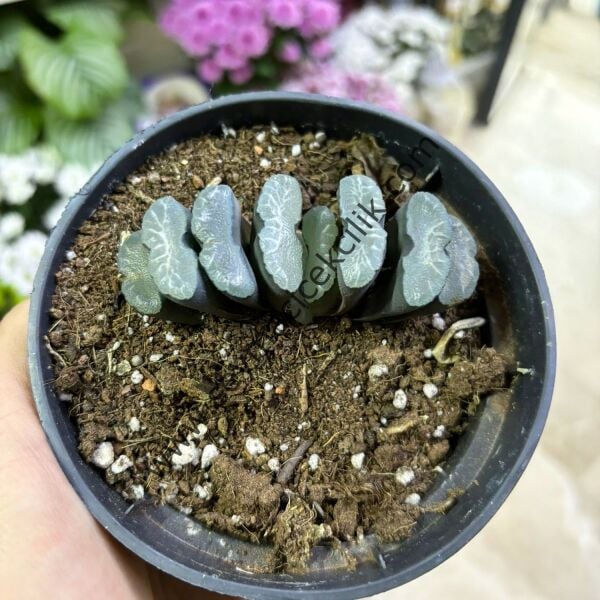 Haworthia Turuncata model2  12 cm lik saksı