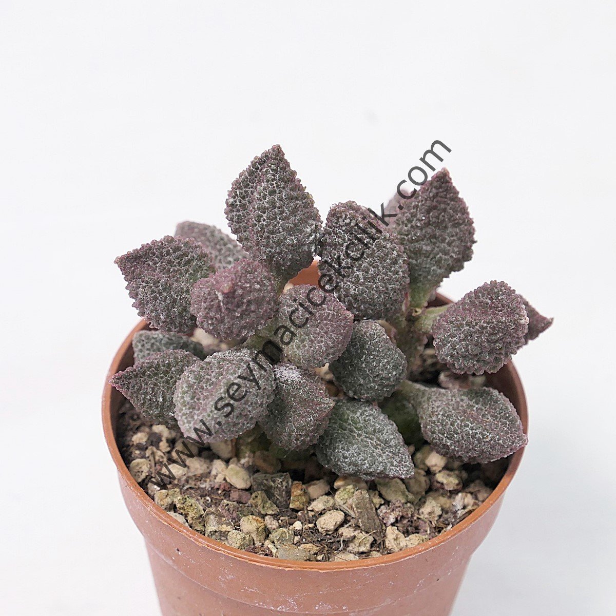 Adromischus Marianiae Coffe bean