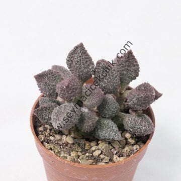 Adromischus Marianiae Coffe bean