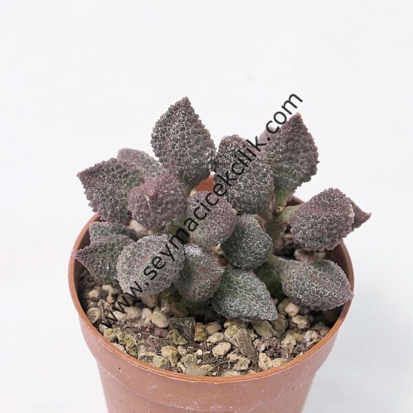 Adromischus Marianiae Coffe bean