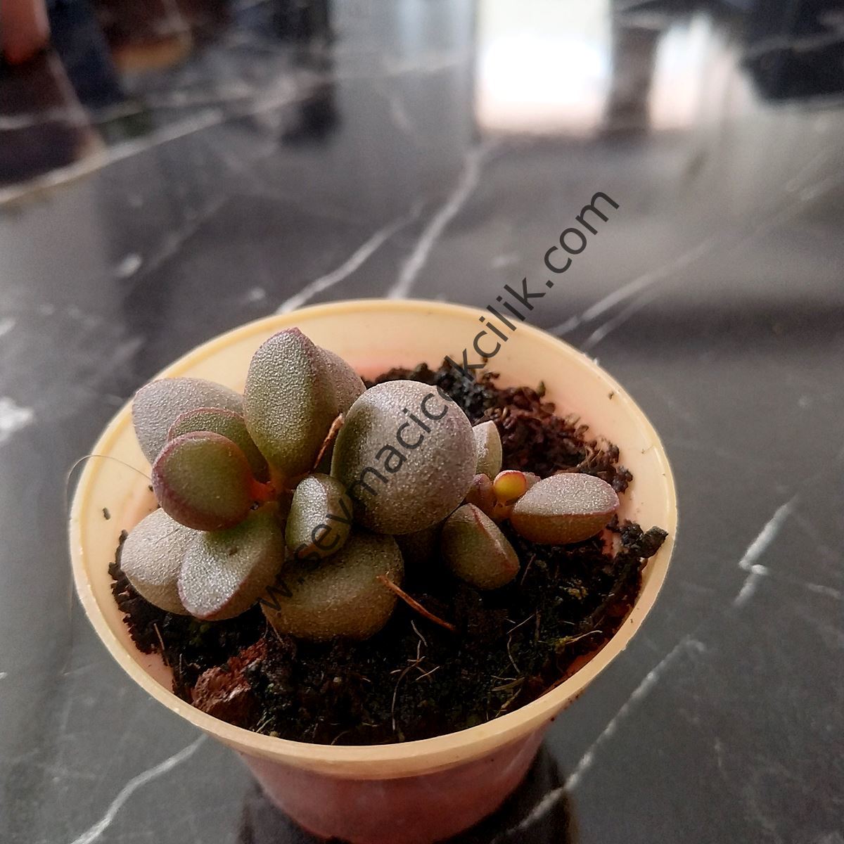 Adromischus Little Spheroide