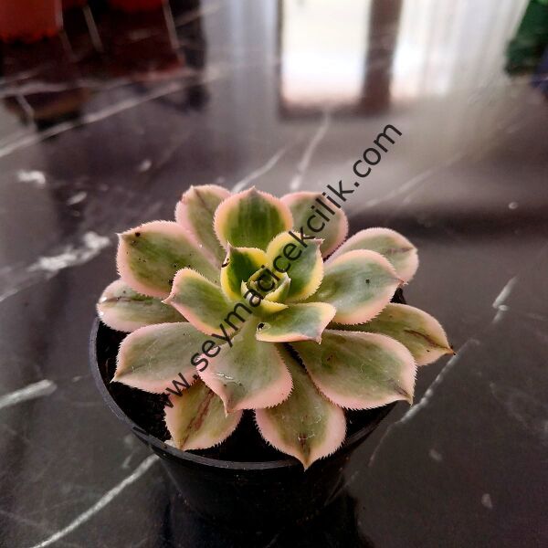Aeonium Sunburst 6.7 cm lik saksısda