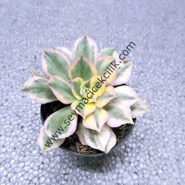 Aeonium Sunburst 6.7 cm lik saksısda