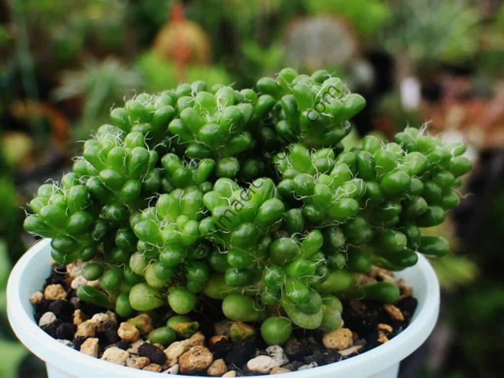 Anacampseros Crinita